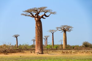 Lahvové stromy na Madagaskaru, baobab Grandidiérův (Adansonia grandidieri) – Dennis van de Water / Shutterstock