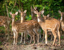 Jelen sika (Cervus nippon) – Arsgera / Shutterstock