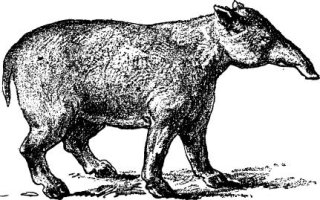 Vyhynulý živočich z rodu Palaeotherium, ilustrace – Morphart Creation / Shutterstock