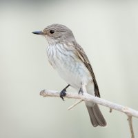 Lejsek šedý (Muscicapa striata) – giresh / Shutterstock