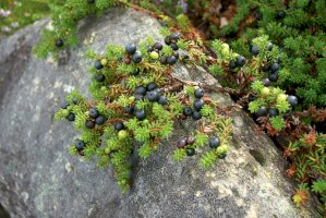Šicha černá (Empetrum nigrum) – alvant / Shutterstock