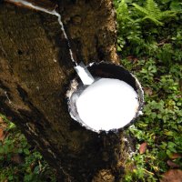 Kaučukovník brazilský (Hevea brasiliensis), získávání latexu – DESIGNFACTS / Shutterstock