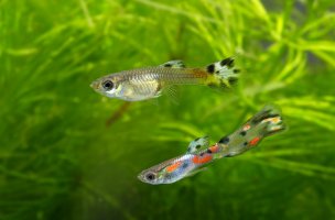 Gupka neboli paví očko (Poecilia reticulata) – Kuttelvaserova Stuchelova / Shutterstock