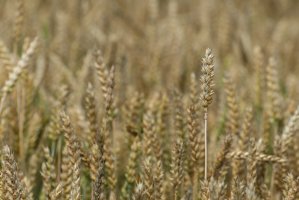 Pšenice setá (Triticum aestivum) – SuperZiemia / Shutterstock