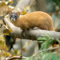 Kolonok (Mustela sibirica) – Igor Pushkarev / Shutterstock