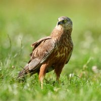 Moták pochop (Circus aeruginosus) – Piotr Krzeslak / Shutterstock