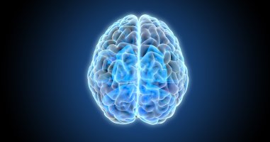 Mozkové hemisféry, 3D ilustrace – Jolygon / Shutterstock