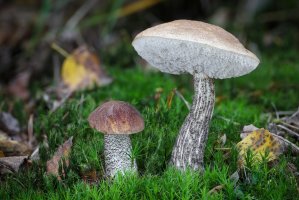 Kozák březový (Leccinum scabrum) – Jaroslav Machacek / Shutterstock