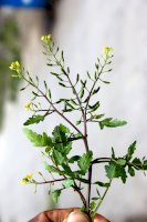 Rukev bažinná (Rorippa palustris) – Gurcharan Singh / Shutterstock