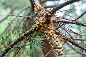 Rez vejmutovková (Cronartium flaccidum) – Svitlyk / Shutterstock