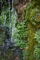 Pobřežnice obecná (Pellia epiphylla) – simona pavan / Shutterstock
