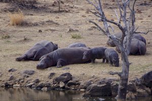 Hroch obojživelný (Hippopotamus amphibius) – Zoë Reeve / Unsplash