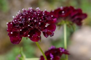 Hlaváč purpurový (Scabiosa atropurpurea) – Flower_Garden / Shutterstock