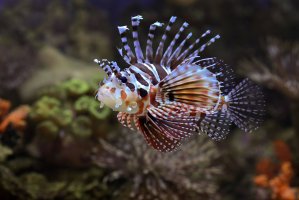 Perutýn tykadlový (Pterois antennata) má jedové žlázy na bázi ploutevních paprsků – DSlight_photography / Shutterstock