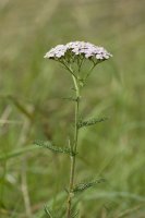 Řebříček obecný (Achillea millefolium) – Martin Fowler / Shutterstock