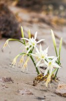 Lír pomořský (Pancratium maritimum) na pláži Středozemního moře – Mila Drumeva / Shutterstock
