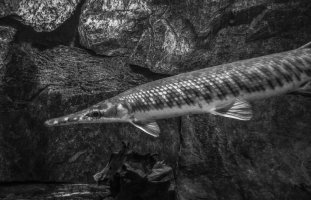 Kostlín americký (Lepisosteus osseus) – fejkl@seznam.cz / Shutterstock