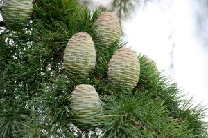 Cedr himalájský (Cedrus deodara), detail větve se šiškami – gerd-harder / Shutterstock