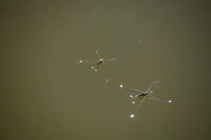 Vodoměrka štíhlá (Hydrometra stagnorum) – Faraonvideo / Shutterstock