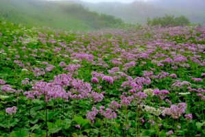 Havez česnáčková (Adenostyles alliariae) – motorclassic / Shutterstock