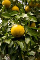 Grapefruit (Citrus paradisi) – Profimedia.cz