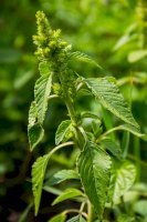 Laskavec ohnutý – Olha Solodenko / Shutterstock