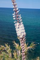 Kvetoucí urginea přímořská (Drimia maritima; syn. Urginea maritima) – simona pavan / Shutterstock