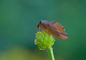Rzounek vykrajovaný (Drepanepteryx phalaenoides) – Marek R. Swadzba / Shutterstock