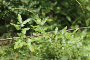 Pnulka japonská (Lygodium japonicum) – Erika Chan / Shutterstock
