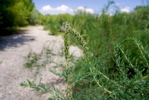 Židoviník německý (Myricaria germanica) – goran_safarek / Shutterstock