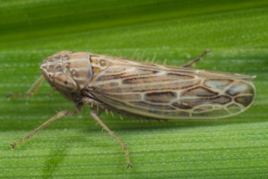 Křísek polní (Psammotettix alienus) – Tomasz Klejdysz / Shutterstock