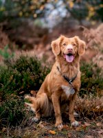 Pes domácí – Jamie Street / Unsplash