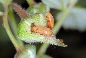 Malinovník plstnatý (Byturus tomentosus) – Tomasz Klejdysz / Shutterstock