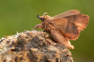Bourovec borový (Dendrolimus pini) – Milan Zygmunt / Shutterstock