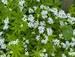 Kvetoucí mařinka vonná (Galium odoratum) z čeledi mořenovitých – Manfred Ruckszio / Shutterstock