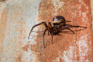Snovačka pokoutní (Steatoda bipunctata) – David Thyberg / Shutterstock
