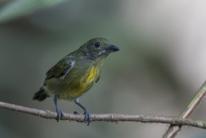 Květozob pruhoprsý (Prionochilus maculatus) – mfauzisaim / Shutterstock