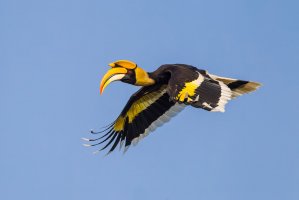 Dvojzoborožec žlutozobý (Buceros bicornis) za letu – kajornyot wildlife photography / Shutterstock