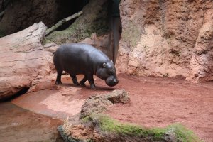 Hrošík liberijský (Choeropsis liberiensis) – Rita Szilvasi / Shutterstock