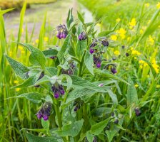 Kostival lékařský (Symphytum officinale) – Ruud Morijn Photographer / Shutterstock