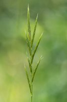 Válečka lesní (Brachypodium sylvaticum) – IanRedding / Shutterstock
