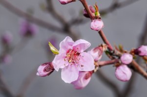 Broskvoň obecná (Prunus persica), větvička s květy – Nick Pecker / Shutterstock