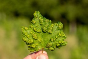 List napadený roztočem čeledi eriophyes – Somogyi Laszlo / Shutterstock