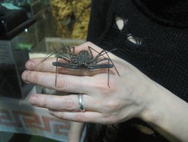 Bičovec pestrý (Damon variegatus) – irinka.dimkovna / Shutterstock