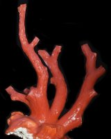 Korál červený (Corallium rubrum) – Guillermo Guerao Serra / Shutterstock