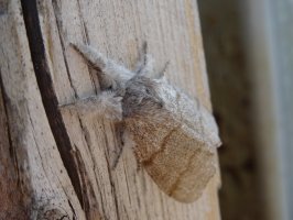 Štětconoš ořechový (Calliteara pudibunda) – Natalia Zagaja / Shutterstock