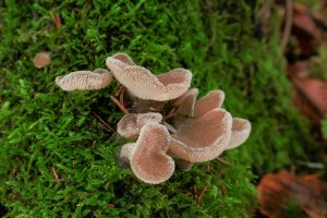 Rosolozub huspenitý (Pseudohydnum gelatinosum) – Profimedia.CZ