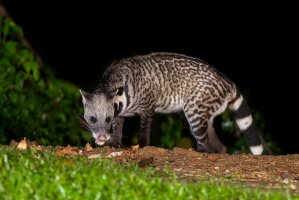 Cibetka asijská (Viverra zibetha), Thajsko – kajornyot wildlife photography / Shutterstock