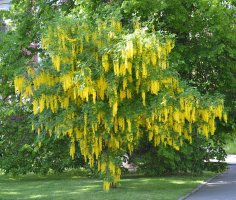 Zlatý déšť, štědřenec odvislý (Laburnum anagyroides) – Irina Borsuchenko / Shutterstock