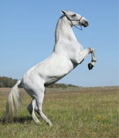 Lipický kůň – Zuzule / Shutterstock